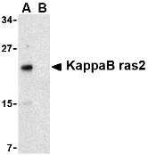 Antibody product image